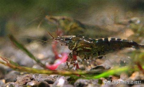 魚死掉要撈起來嗎|[問題] 黑殼蝦死掉後要撈出來嗎